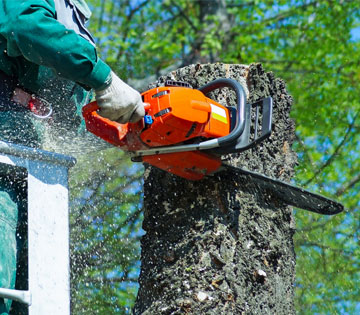Faire des travaux de coupe d’arbres dans le 31