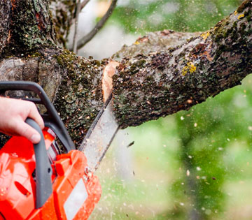 L’Abattage d’arbre en coupe