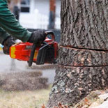 service d’abattage d’arbres 31 en Haute-Garonne