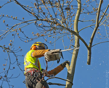 Travaux d’élagage d’arbres 31